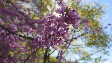 一棵盛开的东方红芽树的粉红色花簇的特写。 春天的犹大树或蕨类植物。 微风